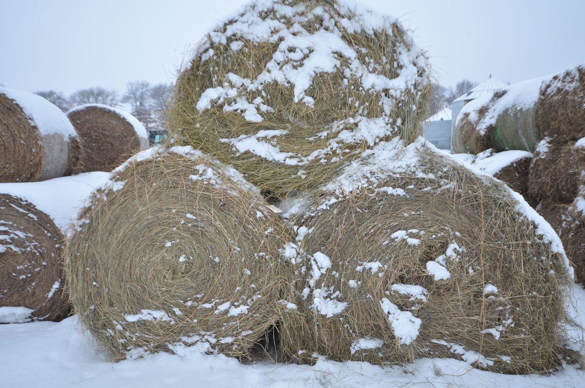 Hay - Large Rounds, 1st Crop