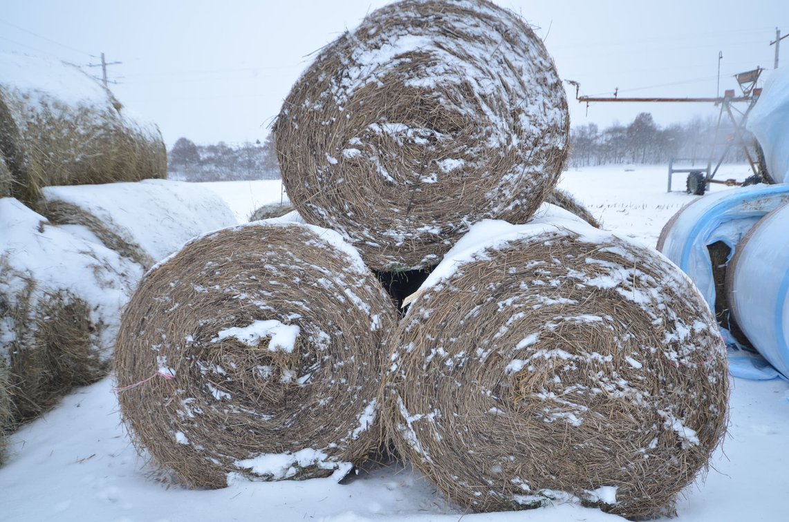 Hay - Large Rounds, 1st Crop