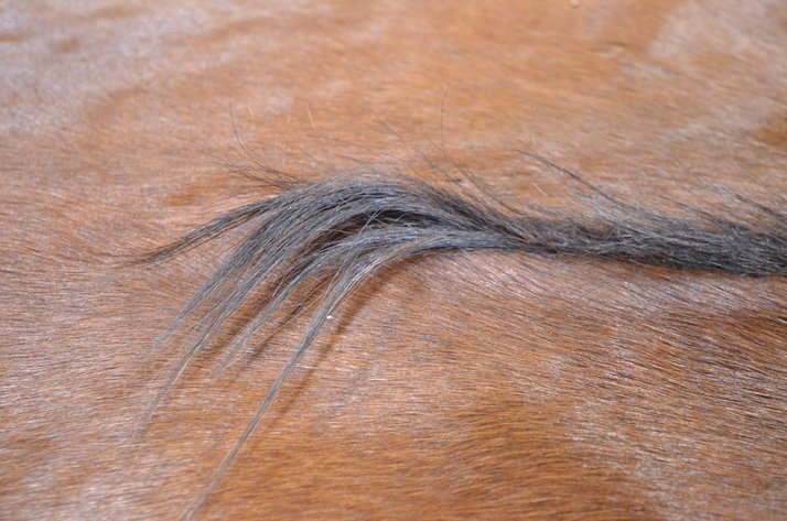 Image for Horse Hide Blanket With Backing
