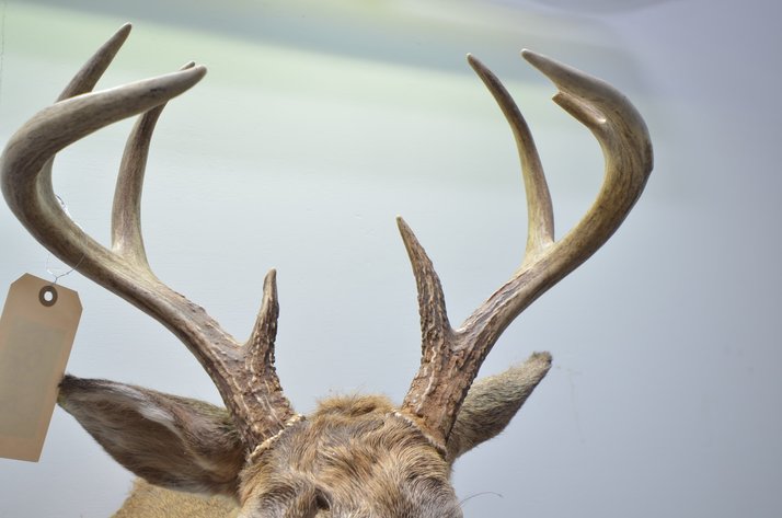 Image for Whitetail Deer Shoulder Mount