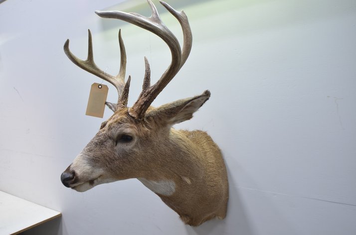 Image for Whitetail Deer Shoulder Mount