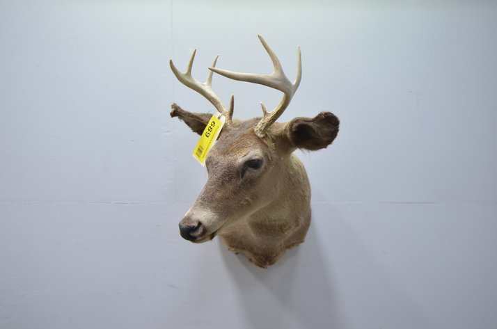 Image for Whitetail Deer Shoulder Mount