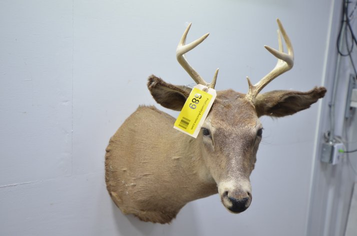 Image for Whitetail Deer Shoulder Mount