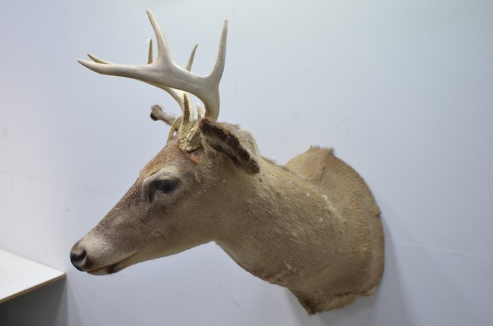 Image for Whitetail Deer Shoulder Mount