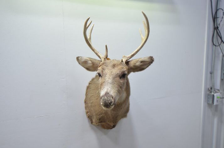 Image for Whitetail Deer Shoulder Mount