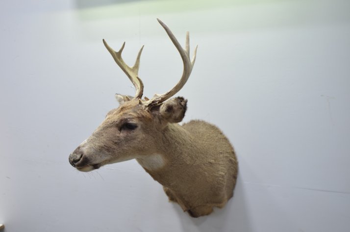 Image for Whitetail Deer Shoulder Mount