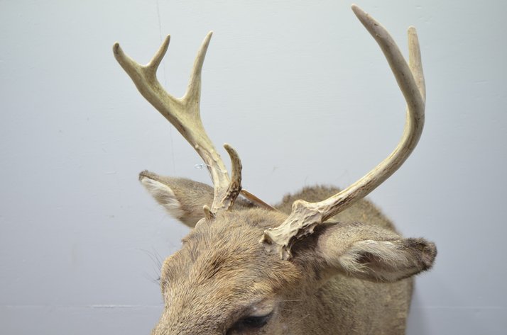 Image for Whitetail Deer Shoulder Mount