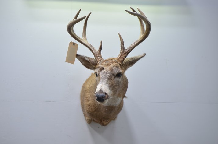 Image for Whitetail Deer Shoulder Mount