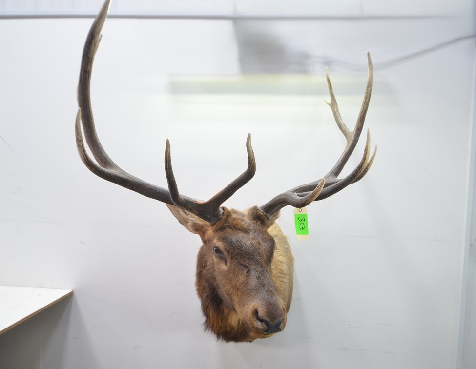 Elk Shoulder Mount