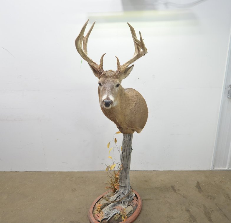Whitetail Deer Shoulder Mount On Display Log Base