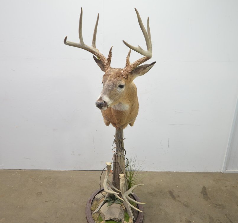 Whitetail Deer Shoulder Mount On Display Log Base