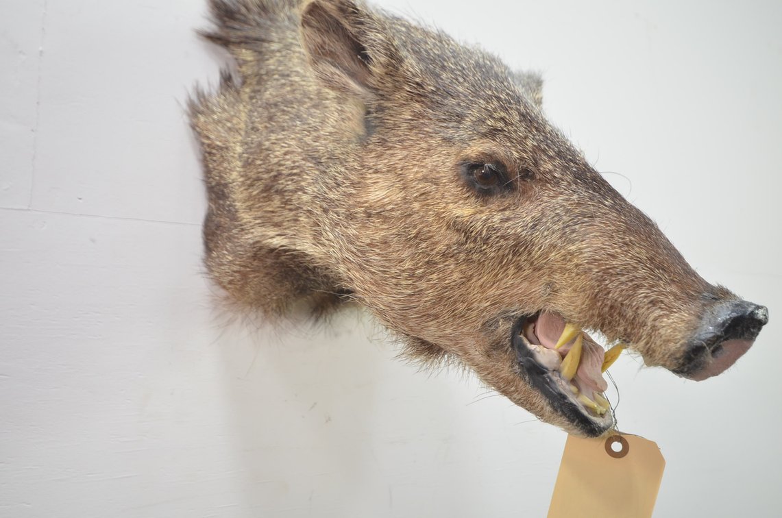 Boar Shoulder Mount
