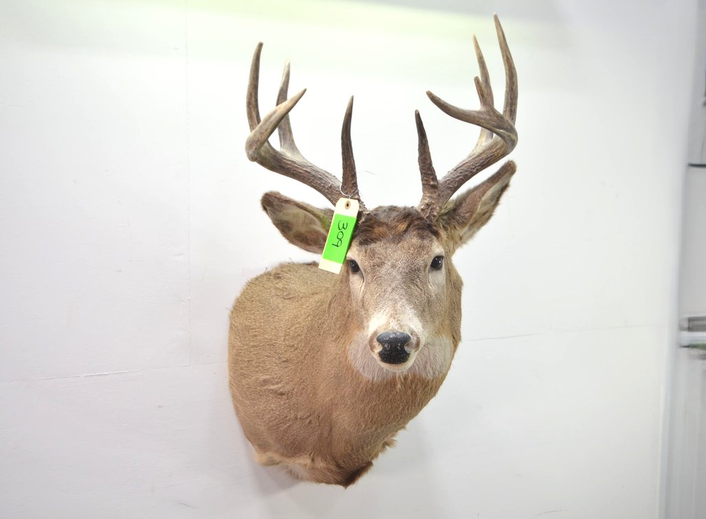 Whitetail Deer Shoulder Mount