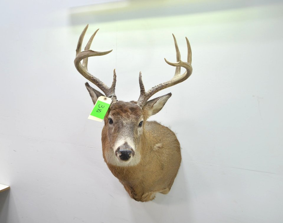 Whitetail Deer Shoulder Mount