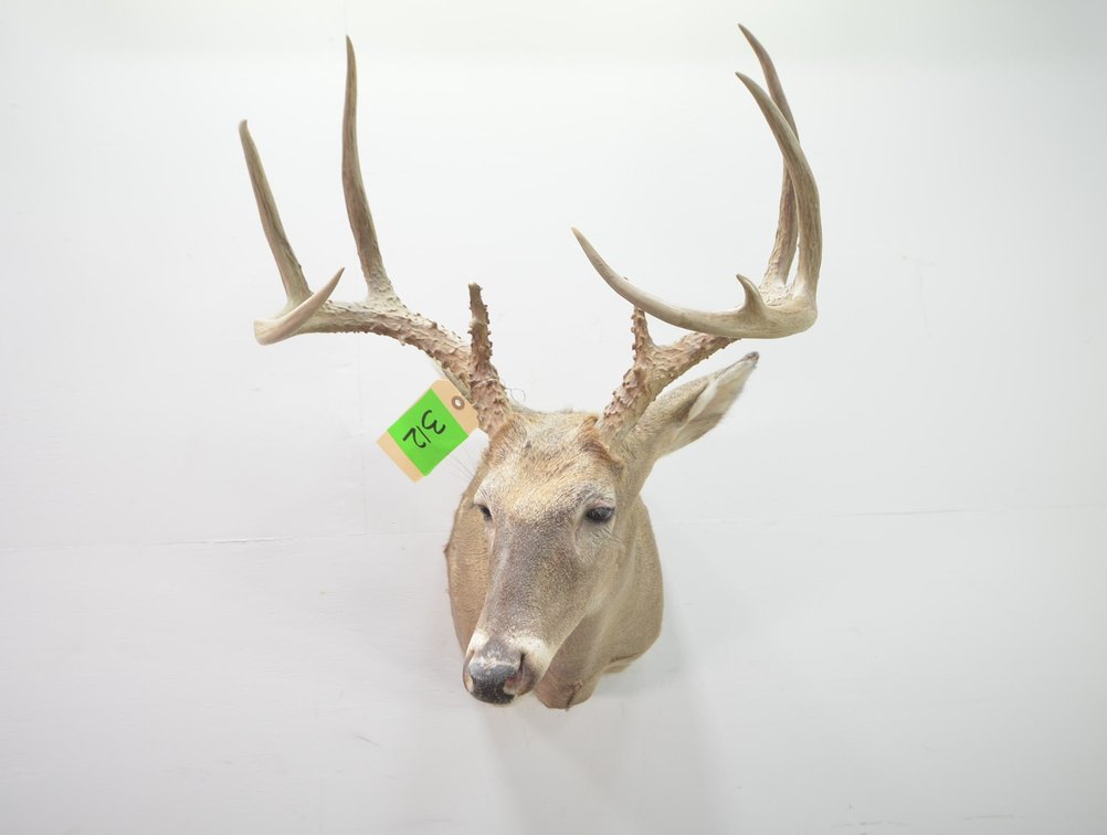 Whitetail Deer Shoulder Mount