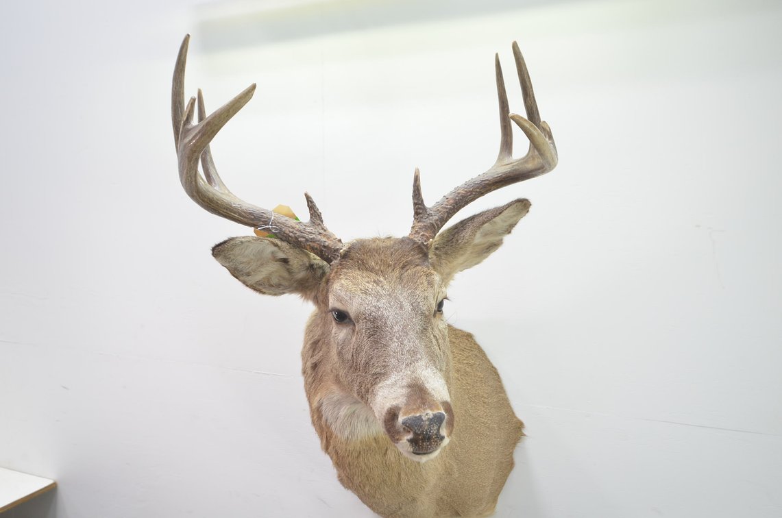 Whitetail Deer Shoulder Mount
