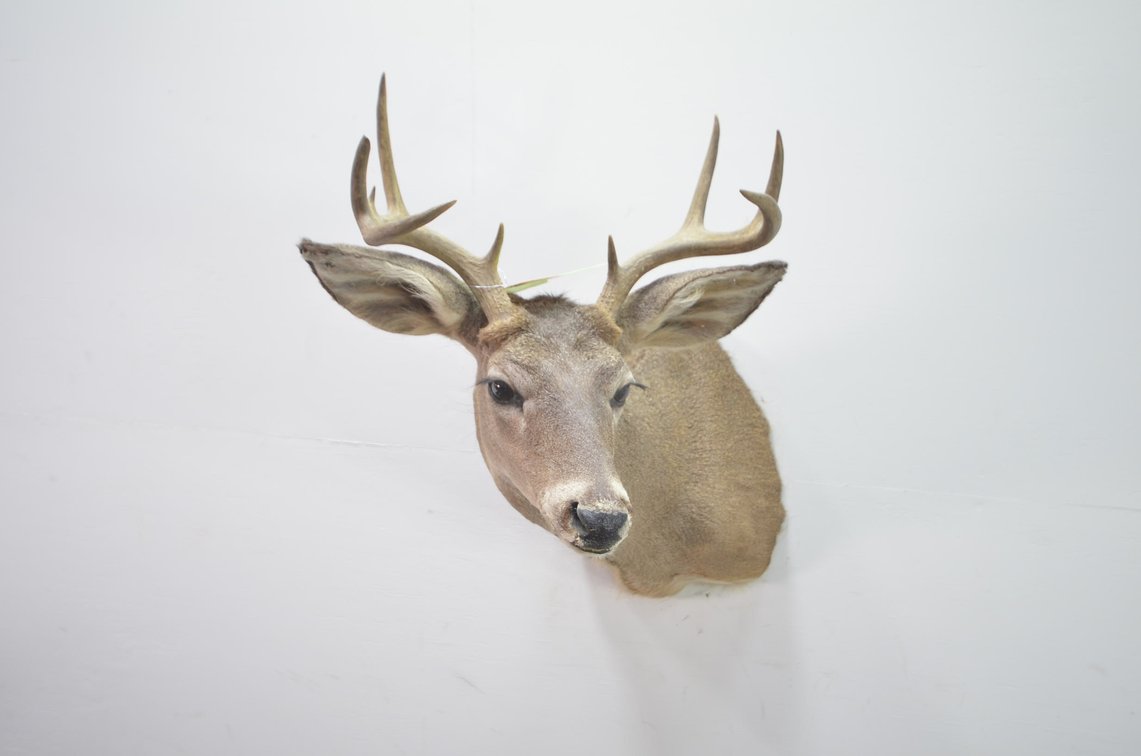 Whitetail Deer Shoulder Mount