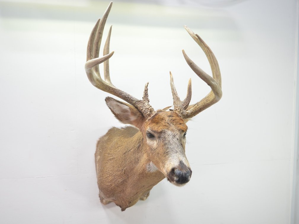 Whitetail Deer Shoulder Mount