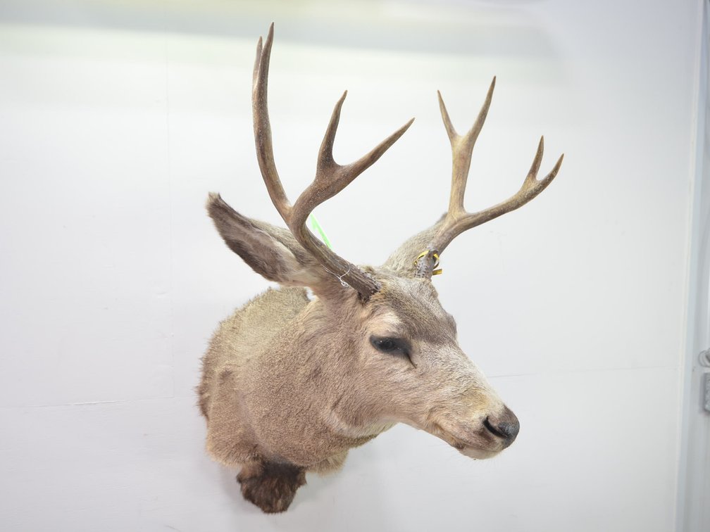 Mule Deer Shoulder Mount