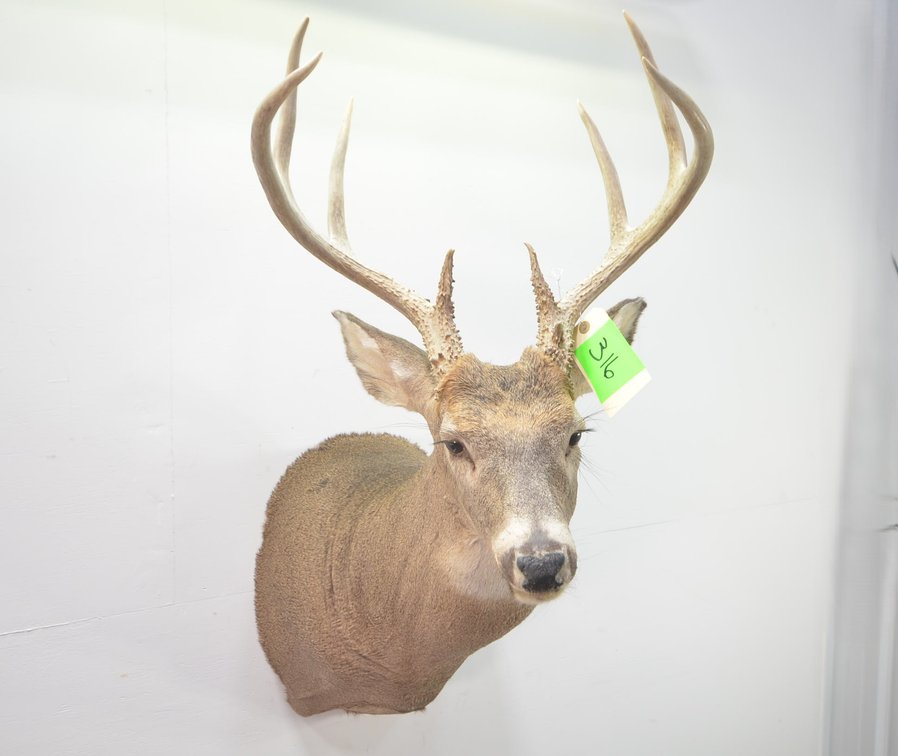 Whitetail Deer Shoulder Mount