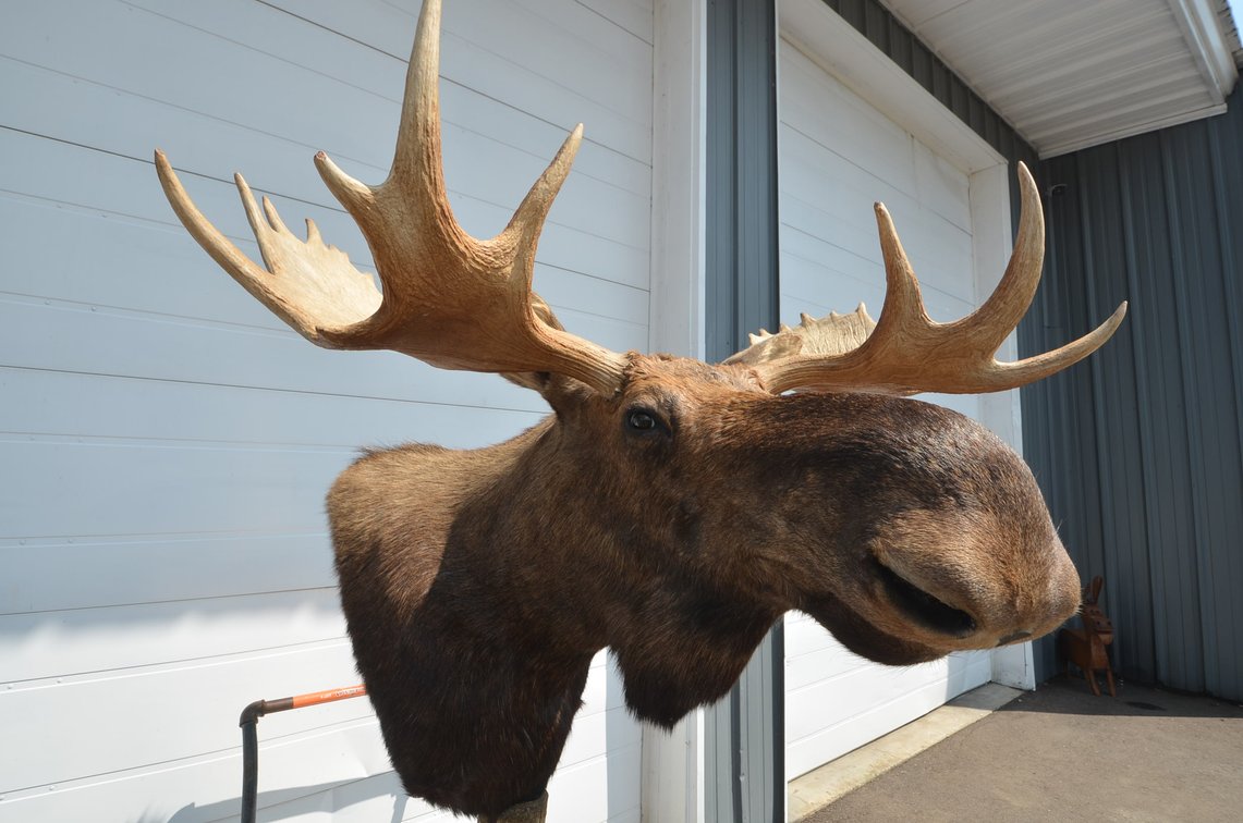 Bull Moose Shoulder Mount On Platform Display