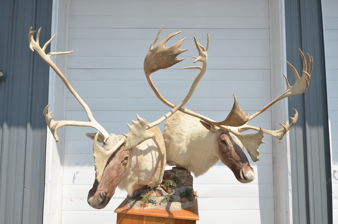 Caribou Double Mount On Cabinet Display