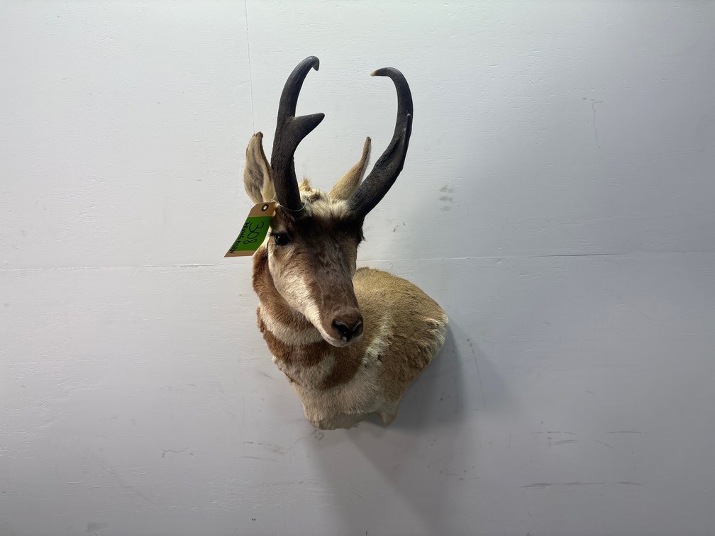 Pronghorn Shoulder Mount