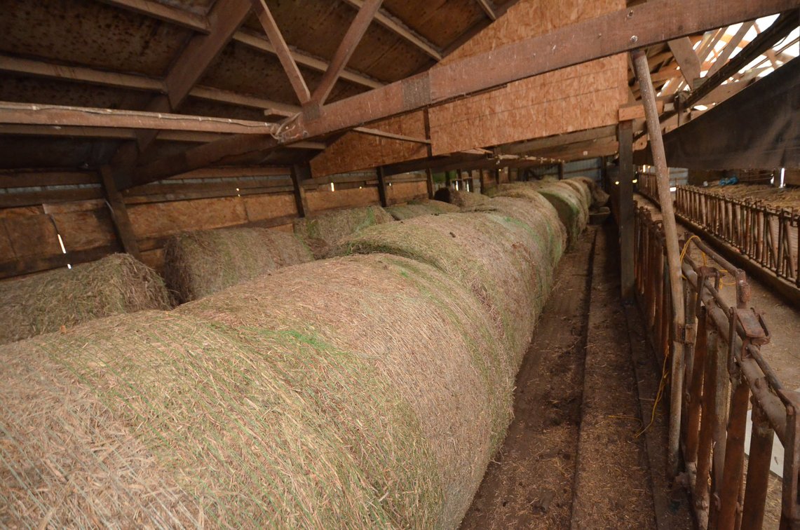 (28) Bean Stock Large Rounds, 5x6