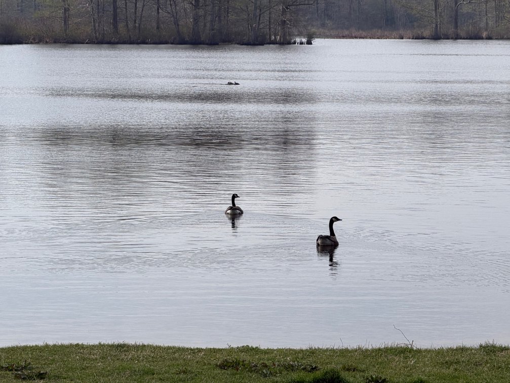 Image for Eagles Landing Marina Real Estate and Business Assets - New Kent County Virginia