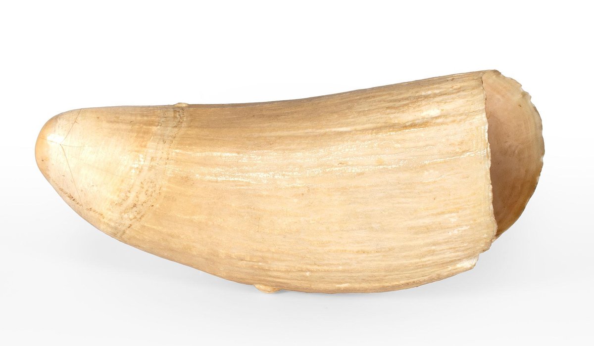 Early Whale Tooth