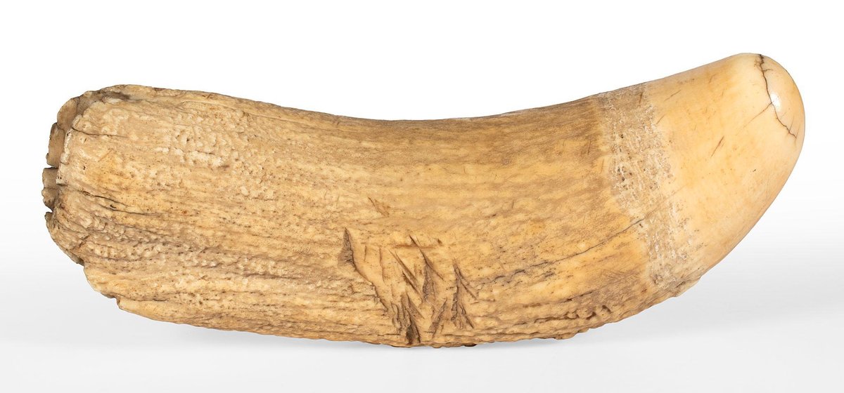 Large Early Whale Tooth
