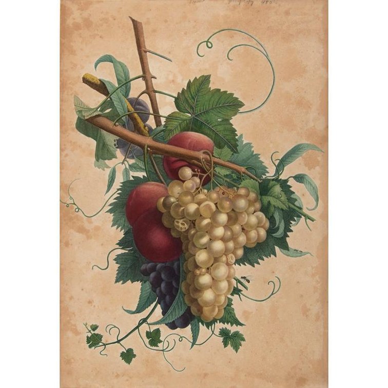 Still Life of Grapes Peaches and Plums by Jean Louis Prevost (1760-1810)