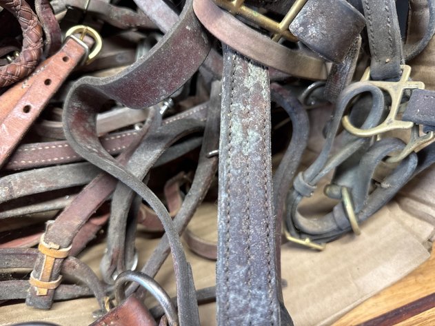 Image for Halters