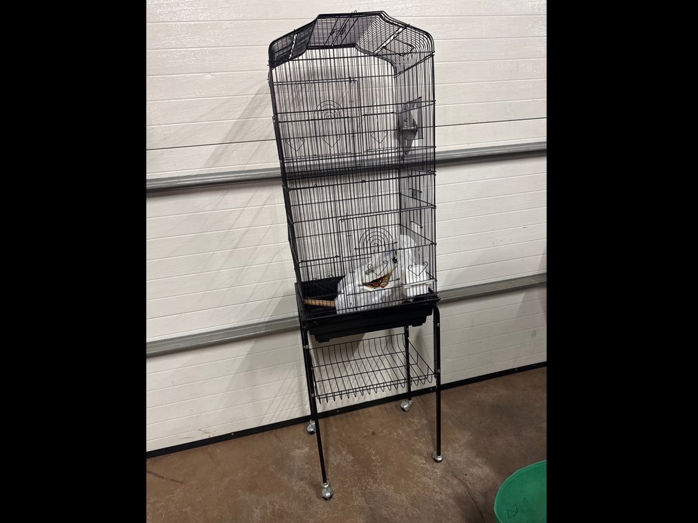 Bird Cage