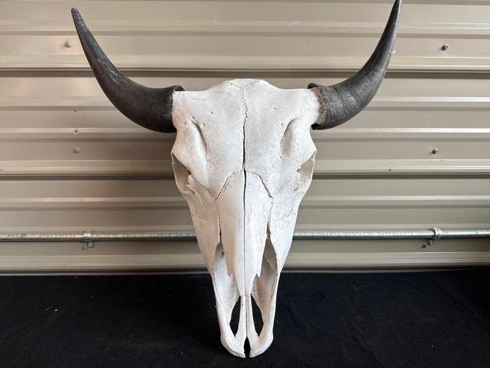 Image for Barnum Auction #239