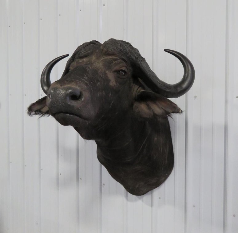 Image for Safari Taxidermy