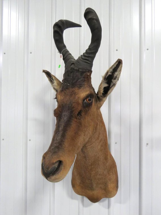 Image for Safari Taxidermy