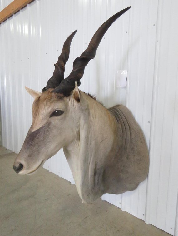 Image for Taxidermy Mounts