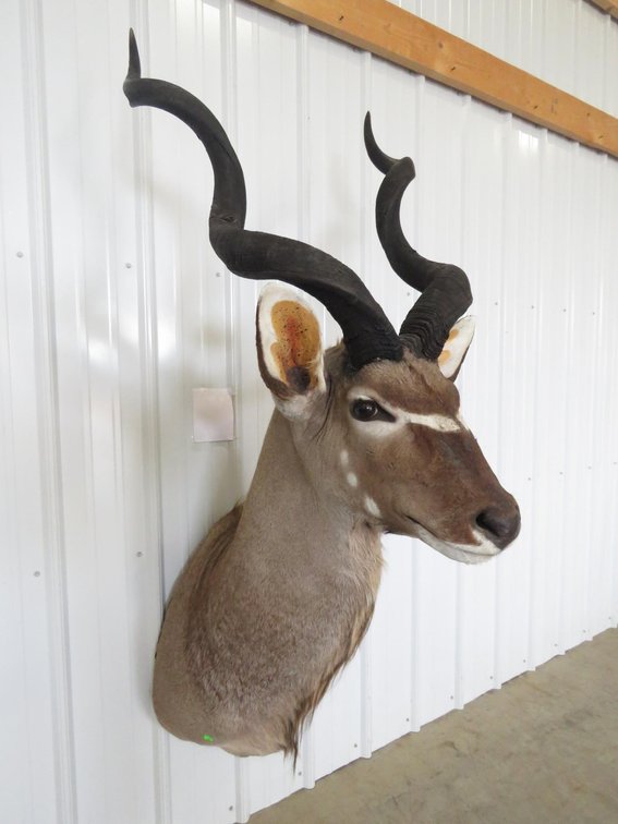 Image for Taxidermy Mounts