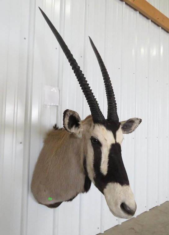 Image for Taxidermy Mounts