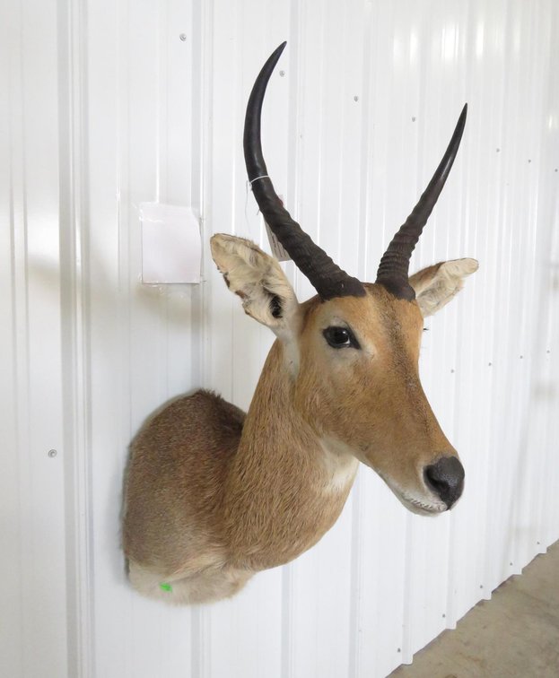 Image for Taxidermy Mounts