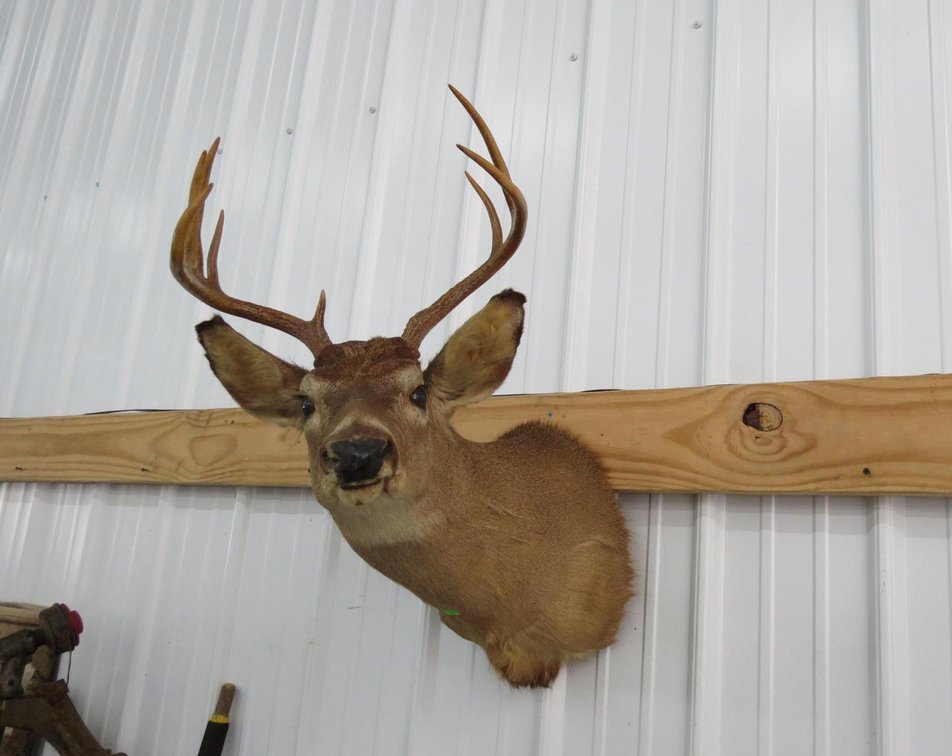Whitetail Deer Taxidermy