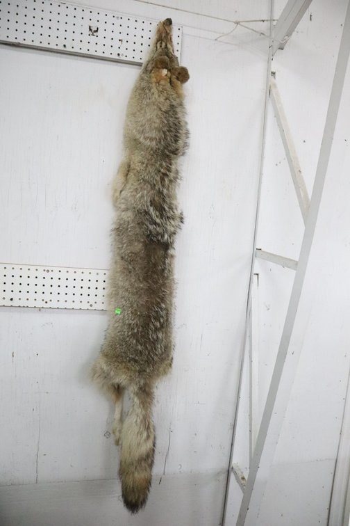 Coyote Soft Tanned Hide