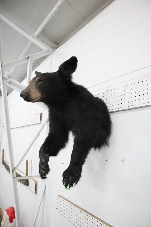 Black Bear Taxidermy Half Body Mount