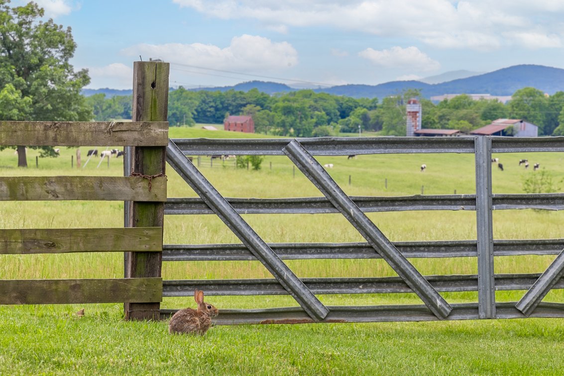 Image for Mt. Crawford Farm Auction