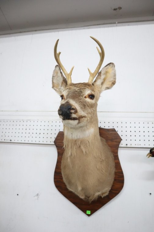 Whitetail Deer Taxidermy