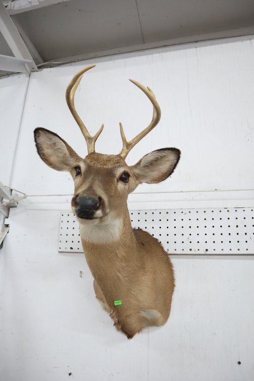 Whitetail Deer Taxidermy