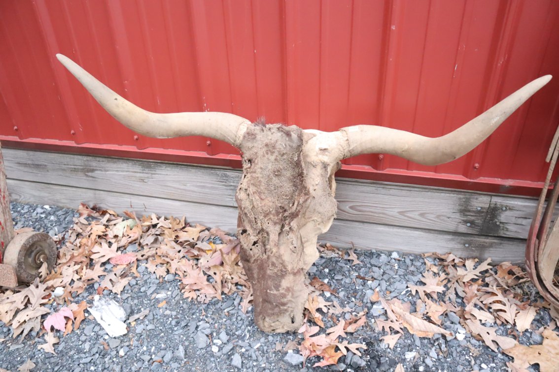 Cow Skull