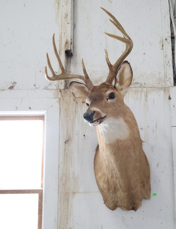 Deer Taxidermy Mount