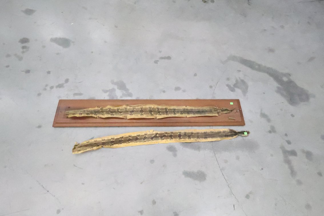 Rattlesnake Skins